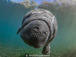 Whatcha Doing?
A very curious 2-month old baby manatee w... by Tanya Houppermans 